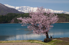 湖畔桜