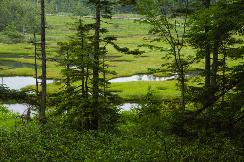 志賀高原　四十八沼湿原　その２