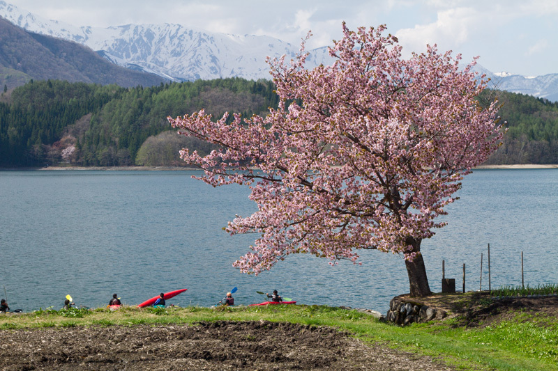 仁科三湖　青木湖の桜