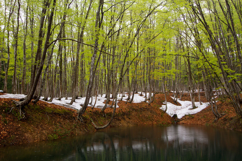 美人林目覚める