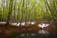 美人林目覚める