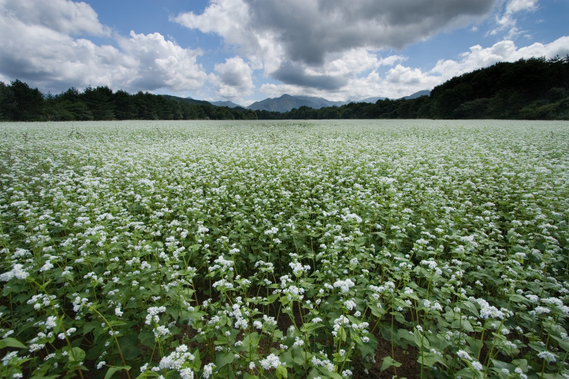 2006_0903_下郷そば畑028