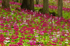 花の森四十八滝山野草花園２
