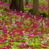 花の森四十八滝山野草花園２