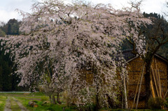 加茂市　しだれ桜２