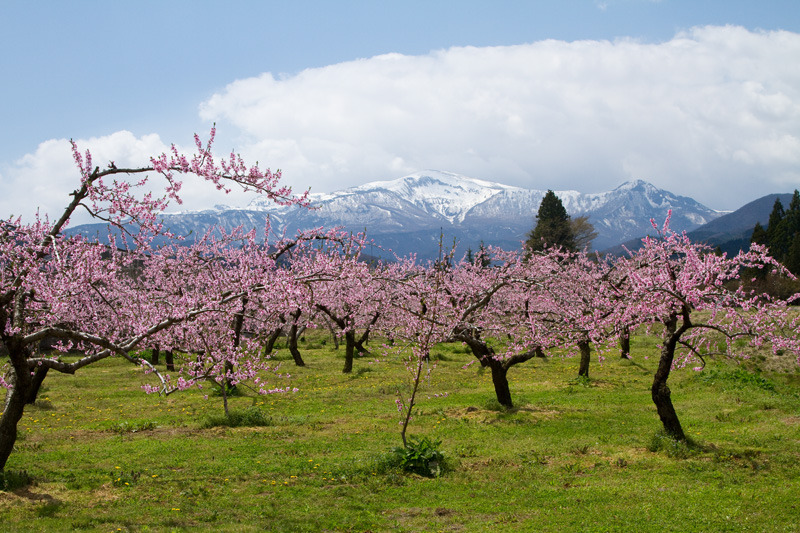 福島市郊外の桃の花