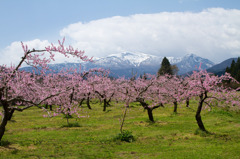 福島市郊外の桃の花