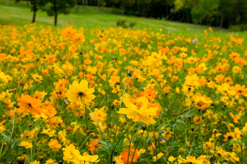 秋の花園