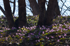 カタクリきらめく