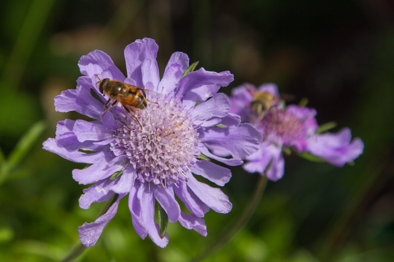 タカネマツムシソウ咲く