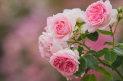 「バラが咲いた」　国営越後丘陵公園