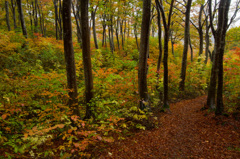 天水越　錦絵の径