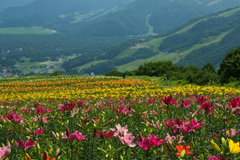 高原の花園