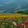 高原の花園