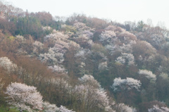 桜の夢農場３