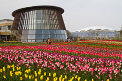 チューリップ王国新潟1