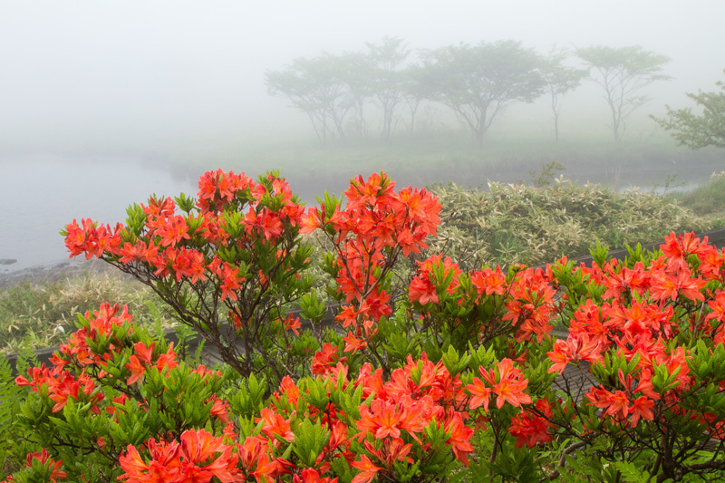 雨中の紅花