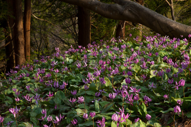 カタクリ群がる