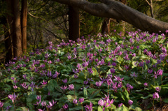カタクリ群がる