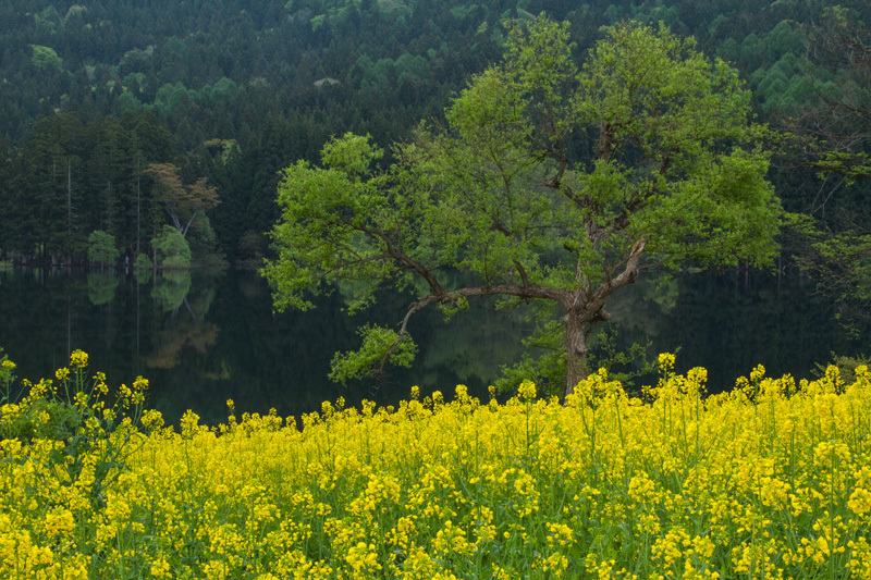 菜の花満開の北竜湖