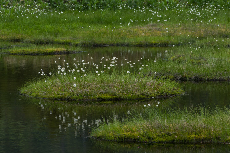 ワタスゲに癒されて