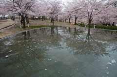 桜の空中庭園