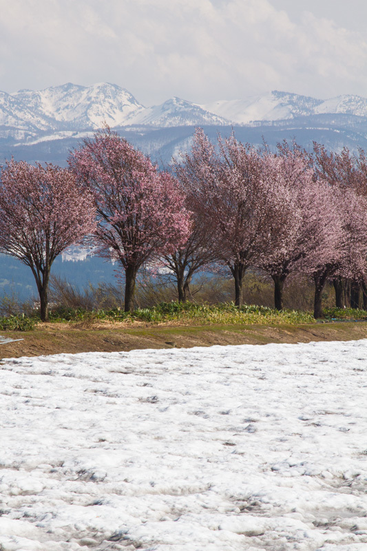津南河岸段丘の桜