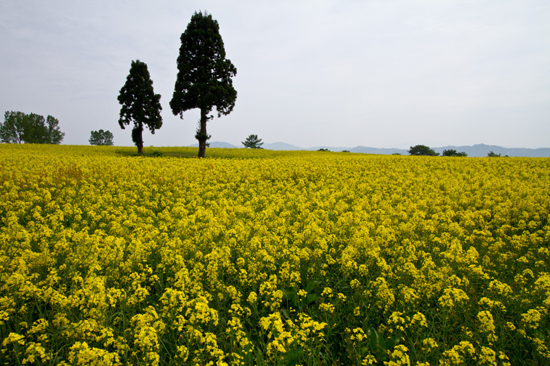 小千谷山本山　菜の花畑満開2