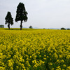小千谷山本山　菜の花畑満開2