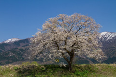 早手川の桜