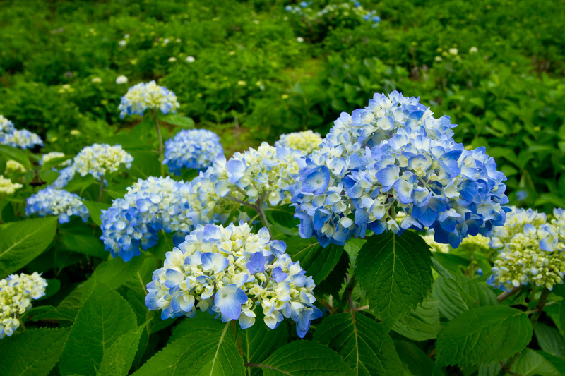 十日町あじさい公園