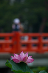 上越高田公園 はすまつり02