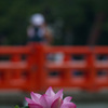 上越高田公園 はすまつり02