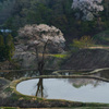 棚田に咲く桜