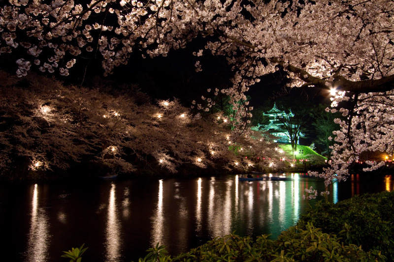 高田公園夜桜