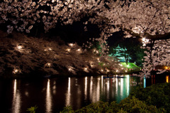 高田公園夜桜