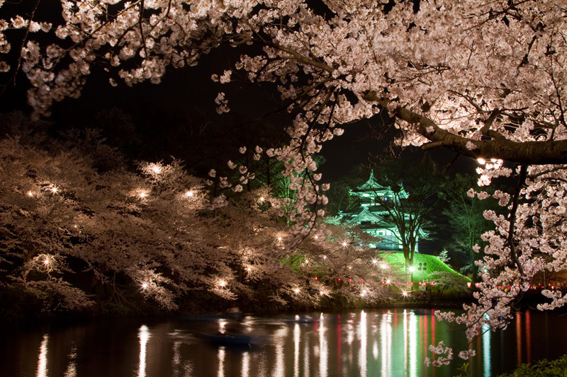 日本三大夜桜　高田公園