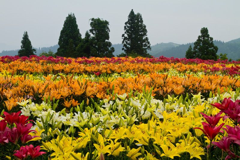 2010_0711_堀之内月岡公園_0003