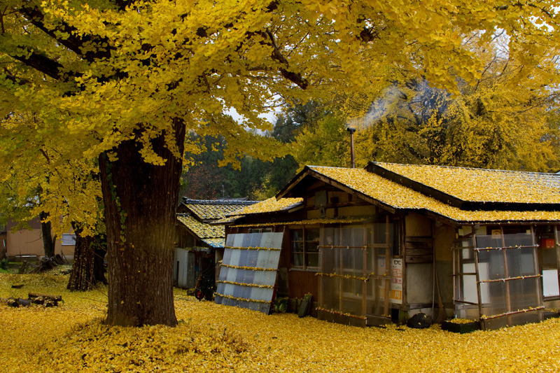 蛭野黄金の里