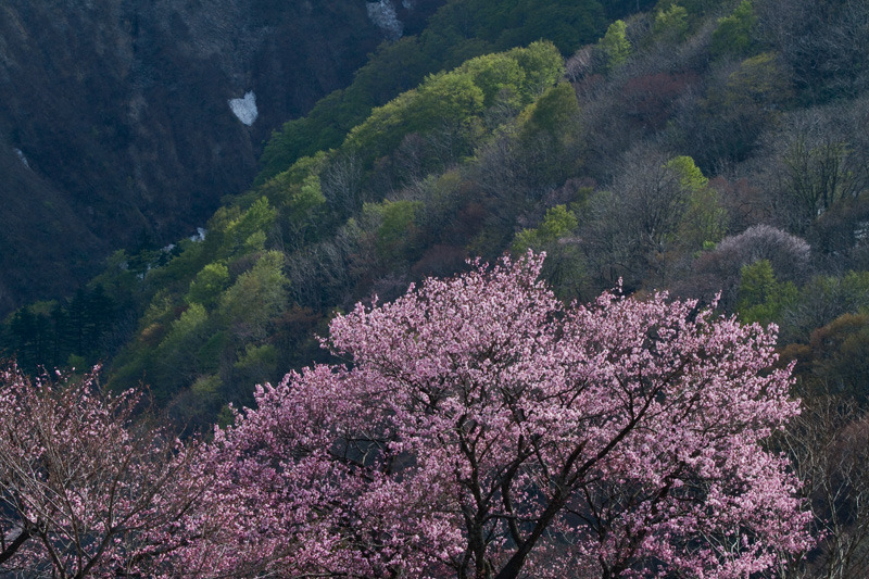 山形県旧小玉川小中学校校庭