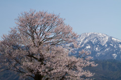 五泉の桜