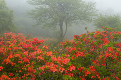 霧中の紅花