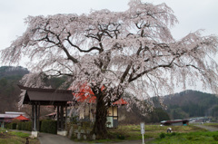 天照寺しだれ桜