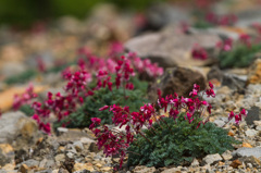 本白根山コマクサ