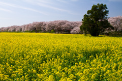 幸手権現堂さくら堤　競演
