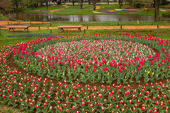 昭和記念公園チューリップ開園前