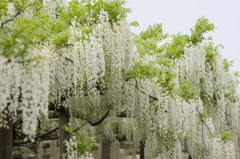 燕市 安了寺 白藤