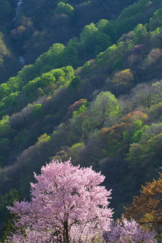 残り桜　小玉川小中学校