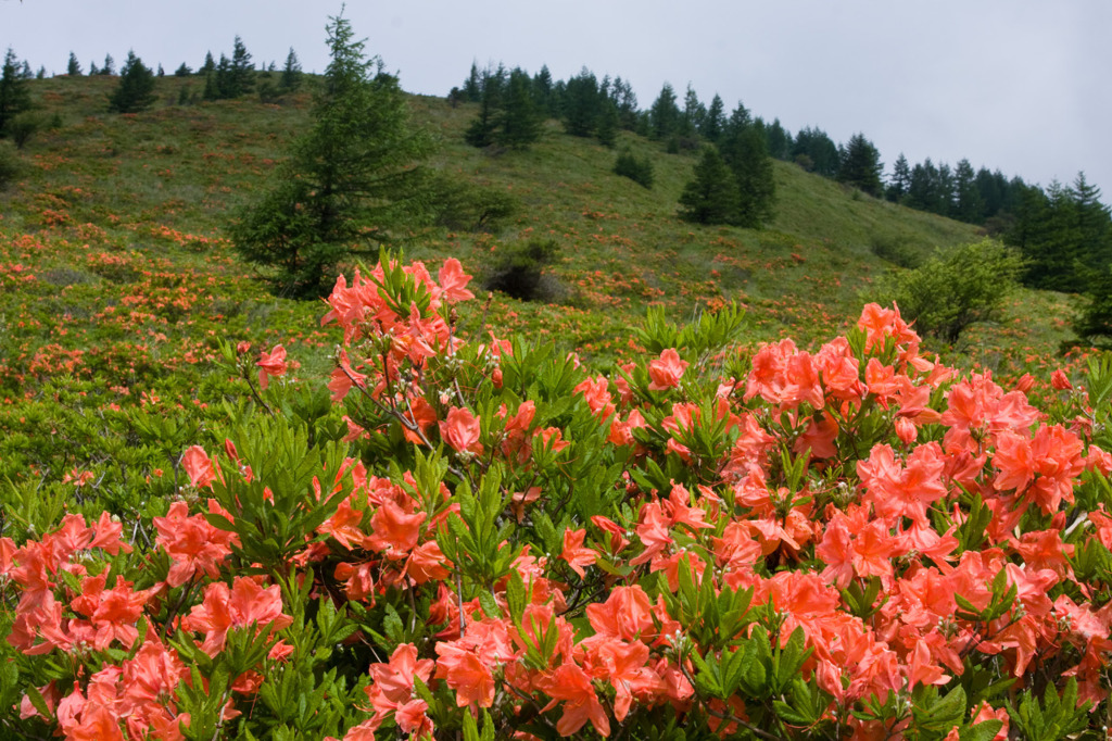 オレンジに染まる山肌