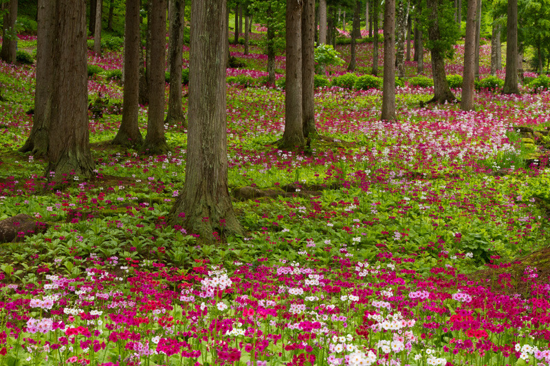 花の森四十八滝山野草花園３